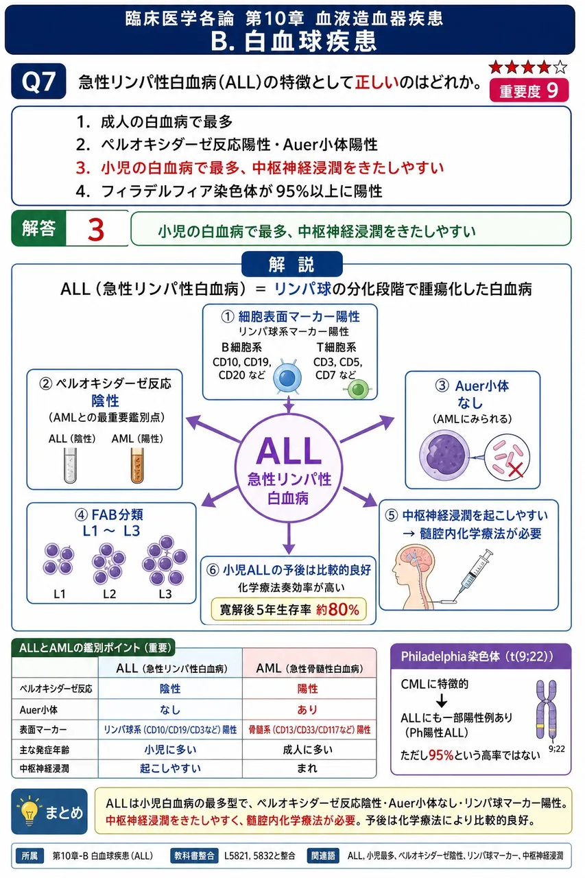 急性リンパ性白血病(ALL)の特徴として**正しい**のはどれか。 解説図