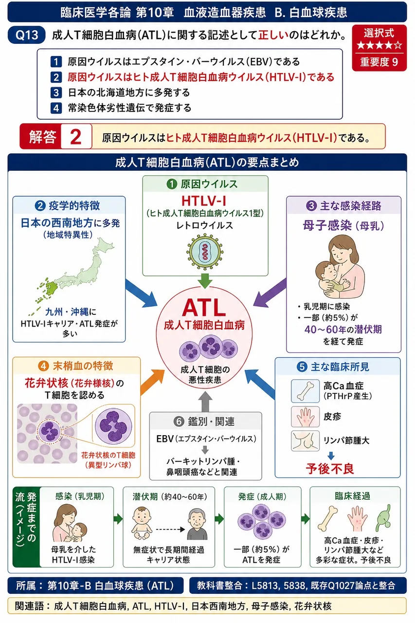 成人T細胞白血病(ATL)に関する記述として**正しい**のはどれか。 解説図