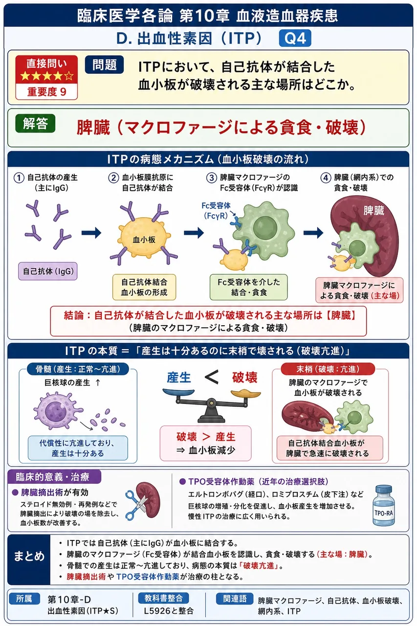 ITPにおいて、自己抗体が結合した血小板が破壊される主な場所はどこか。 解説図