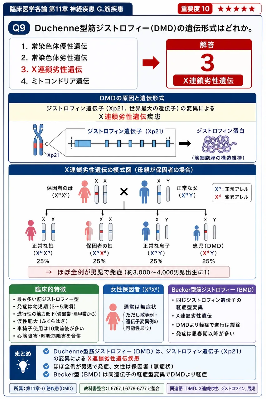 Duchenne型筋ジストロフィー(DMD)の遺伝形式はどれか。 解説図