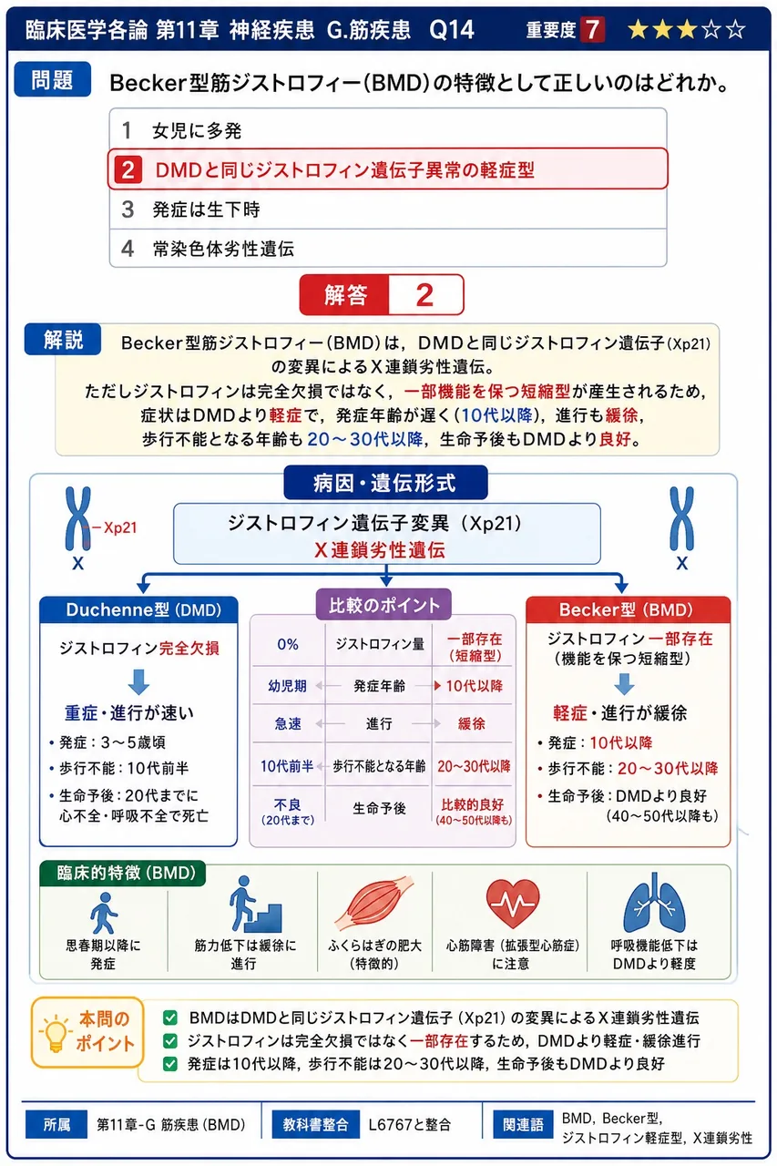 Becker型筋ジストロフィー(BMD)の特徴として正しいのはどれか。 解説図
