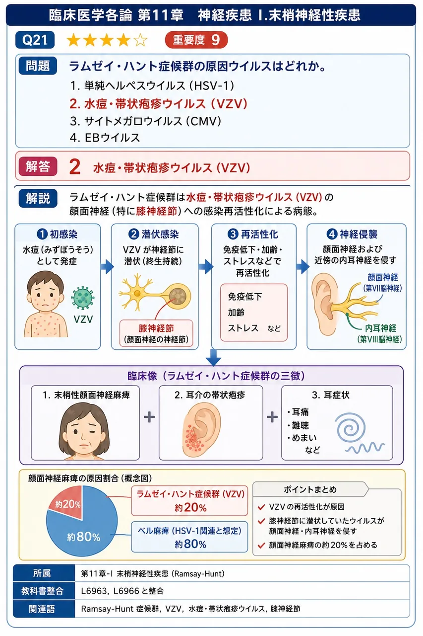 ラムゼイ・ハント症候群の原因ウイルスはどれか。 解説図