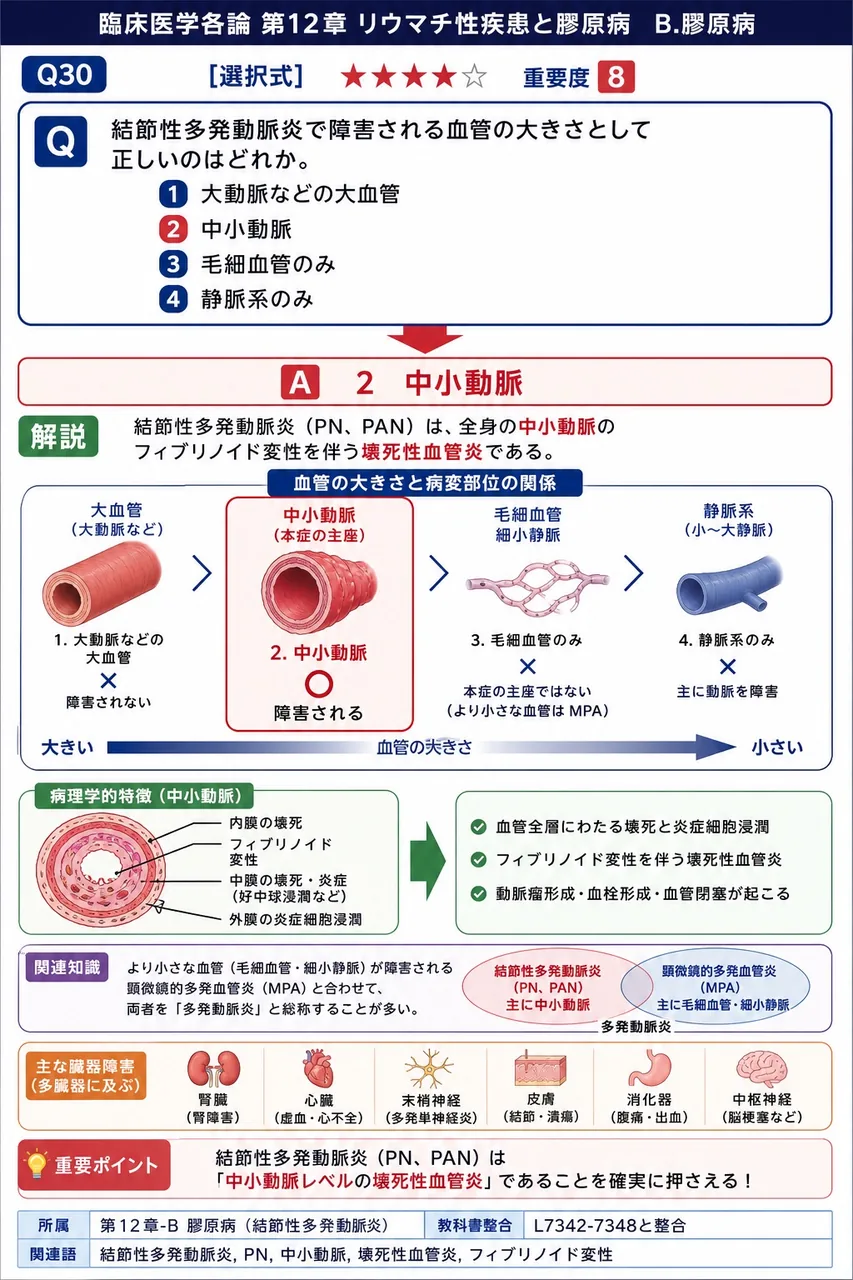 結節性多発動脈炎で障害される血管の大きさとして正しいのはどれか。 解説図