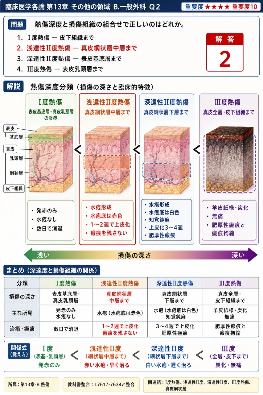 熱傷深度と損傷組織の組合せで正しいのはどれか。 解説図