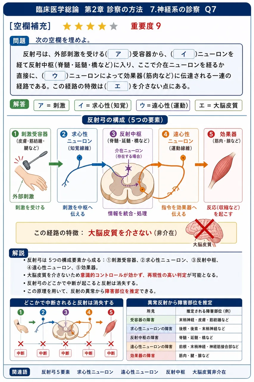次の空欄を埋めよ。 「反射弓は、外部刺激を受ける( ア )受容器から、( イ )ニューロンを経て反射中枢(脊髄・延髄・橋など)に入り、ここで介在ニューロンを経るか直接に、( ウ )ニューロンによって効果器(筋肉など)に伝達される一連の経路である。この経路の特徴は( エ )を介さない点にある。」 解説図