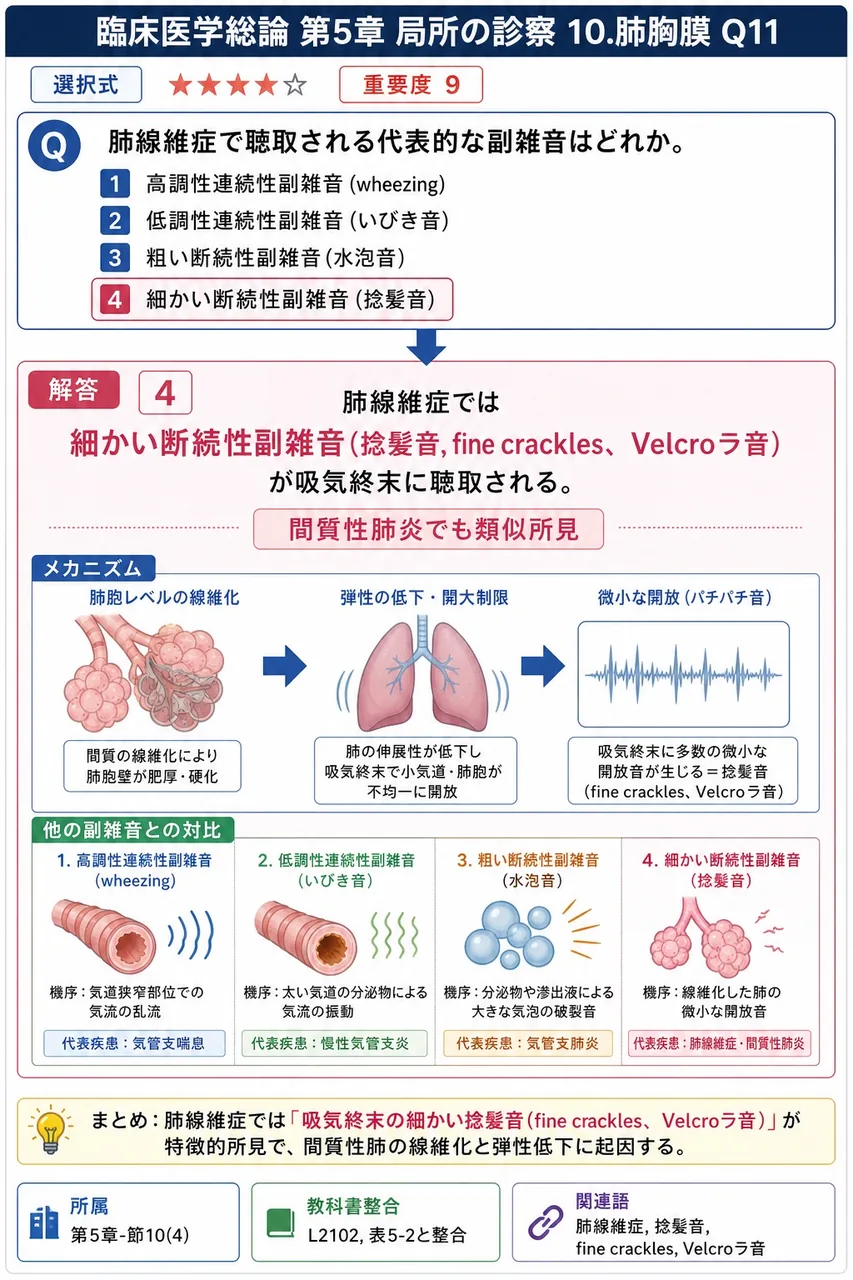 肺線維症で聴取される代表的な副雑音はどれか。 解説図