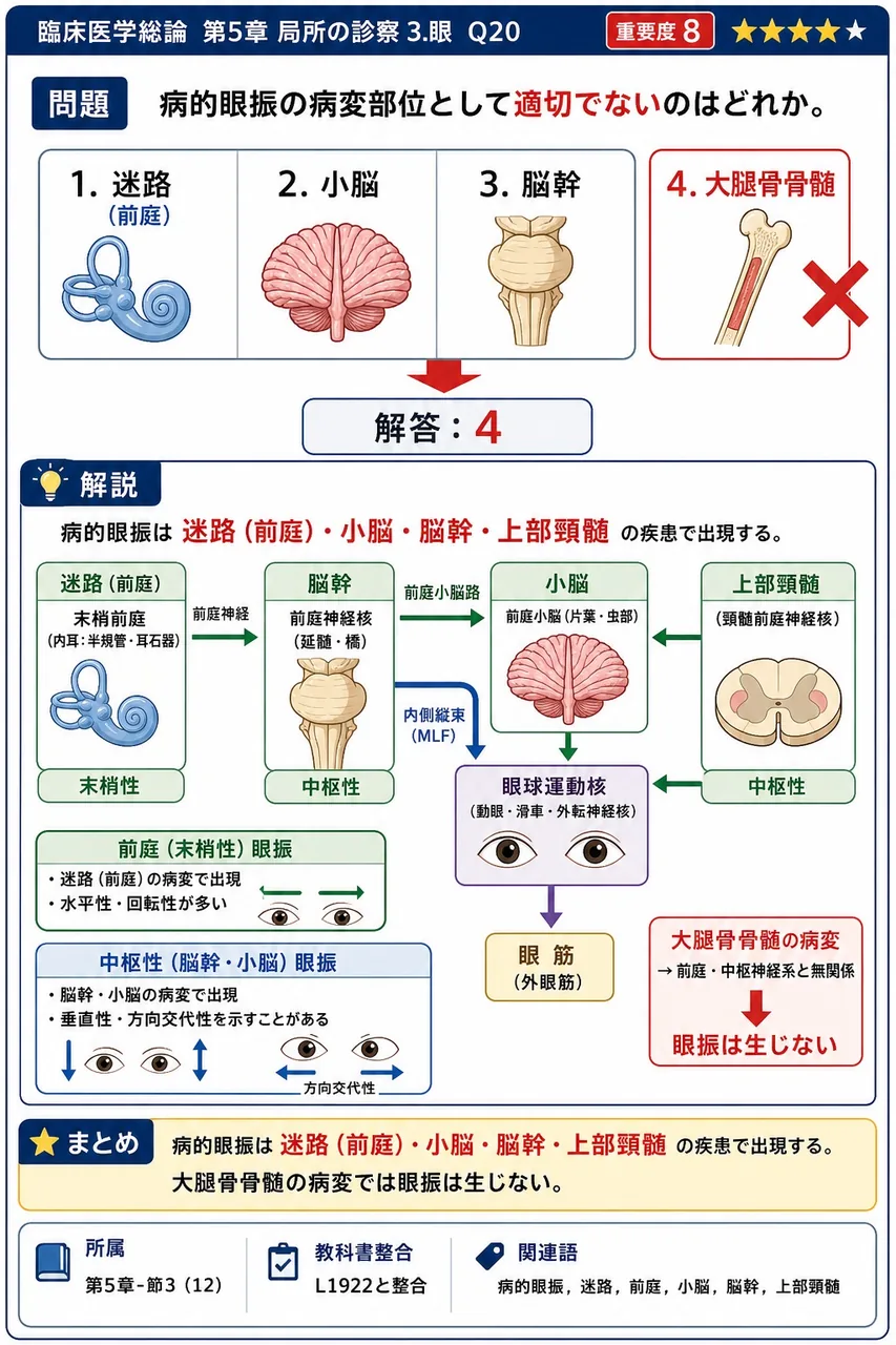 病的眼振の病変部位として適切でないのはどれか。 解説図