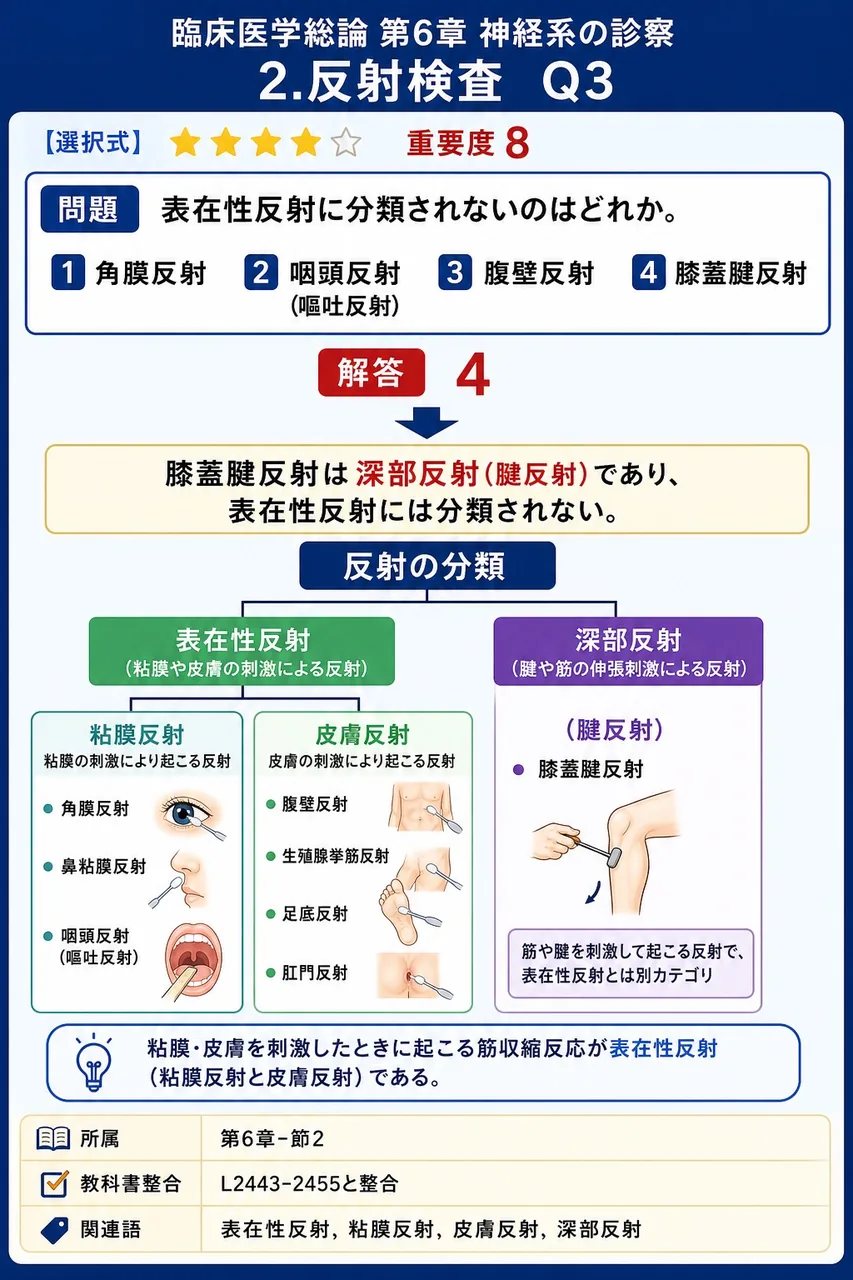 表在性反射に分類されないのはどれか。 解説図