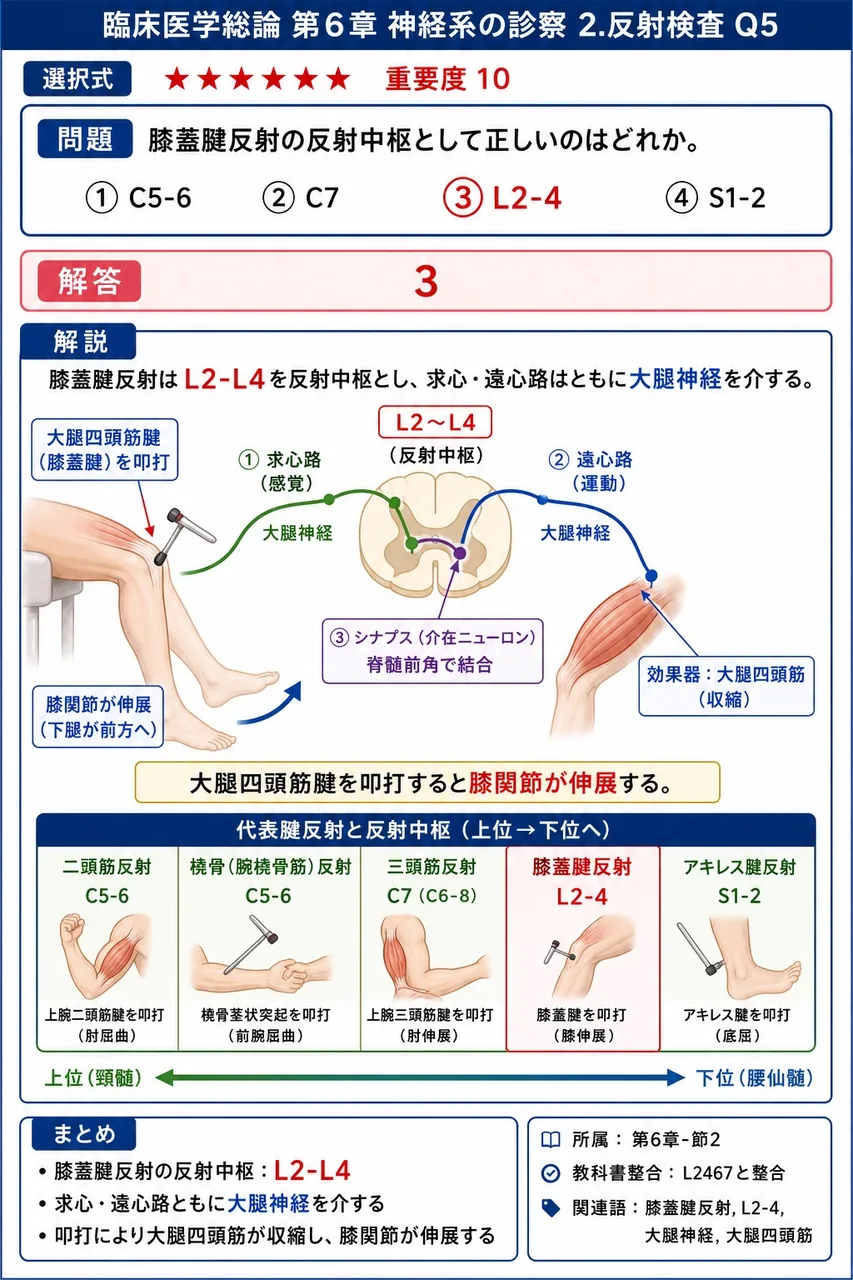 膝蓋腱反射の反射中枢として正しいのはどれか。 解説図