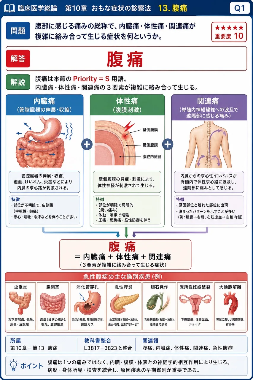 腹部に感じる痛みの総称で、内臓痛・体性痛・関連痛が複雑に絡み合って生じる症状を何というか。 解説図