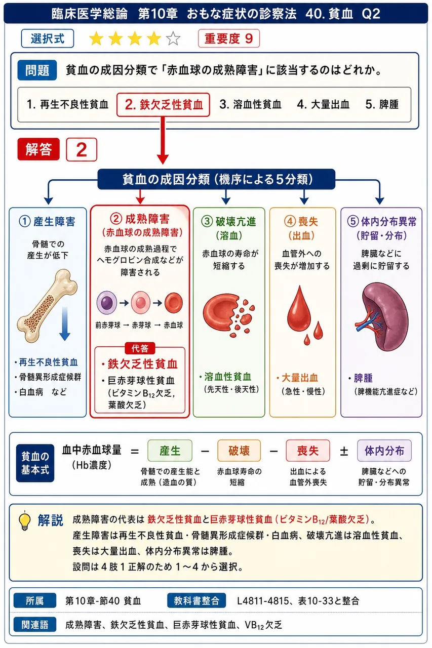 貧血の成因分類で「赤血球の成熟障害」に該当するのはどれか。 解説図