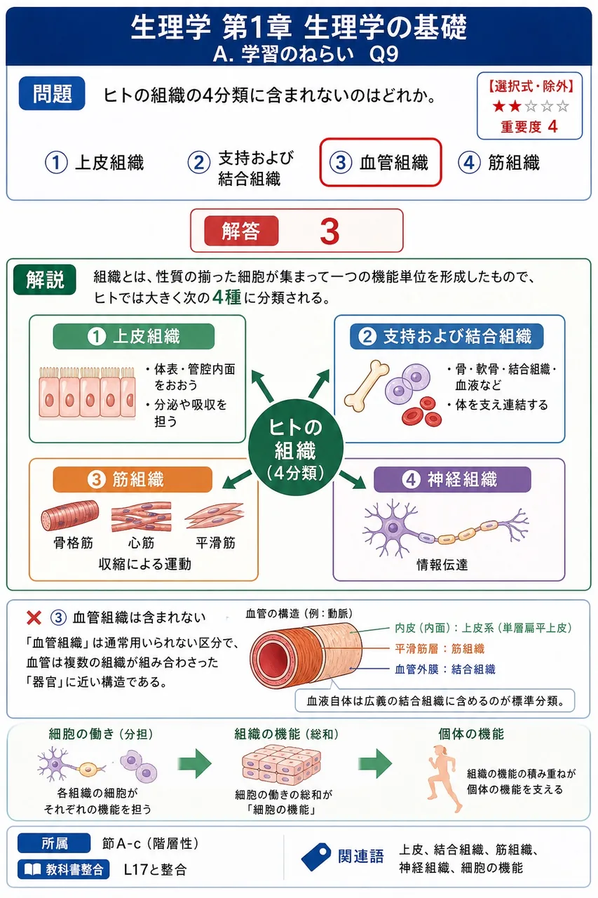ヒトの組織の4分類に含まれないのはどれか。 解説図