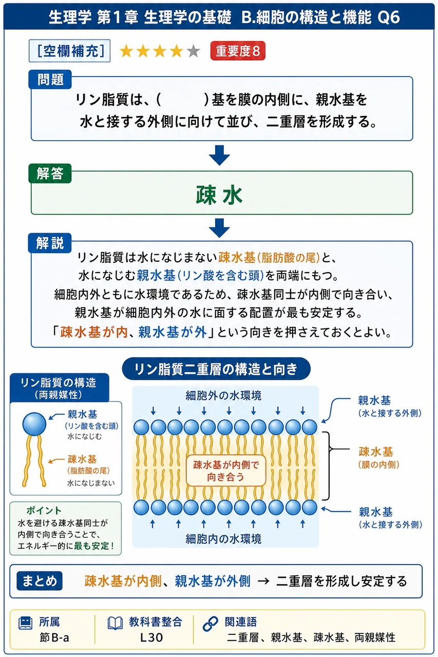 リン脂質は、( )基を膜の内側に、親水基を水と接する外側に向けて並び、二重層を形成する。 解説図