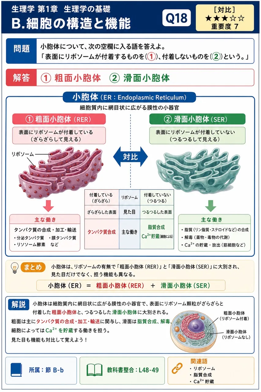 小胞体について、次の空欄に入る語を答えよ。 「表面にリボソームが付着するものを(①)、付着しないものを(②)という。」 解説図
