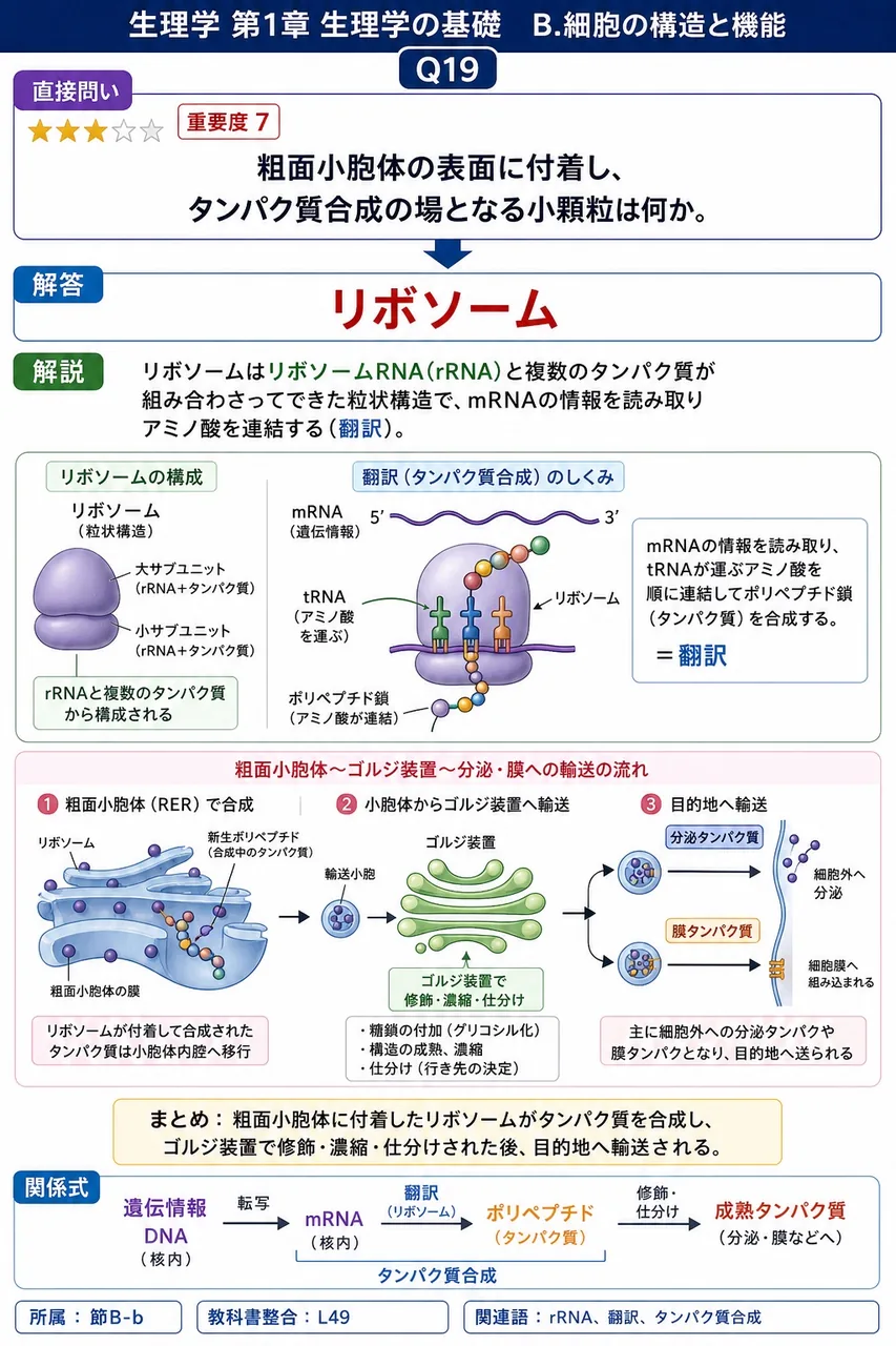 粗面小胞体の表面に付着し、タンパク質合成の場となる小顆粒は何か。 解説図