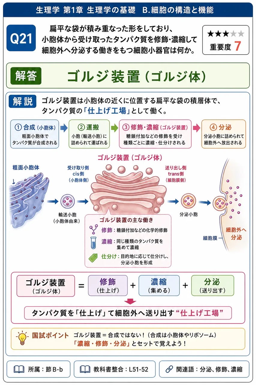 扁平な袋が積み重なった形をしており、小胞体から受け取ったタンパク質を修飾・濃縮して細胞外へ分泌する働きをもつ細胞小器官は何か。 解説図