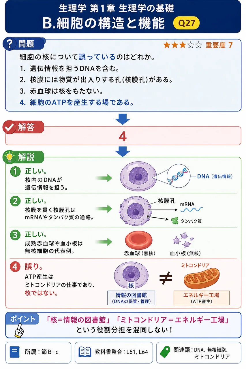 細胞の核について**誤っている**のはどれか。 解説図
