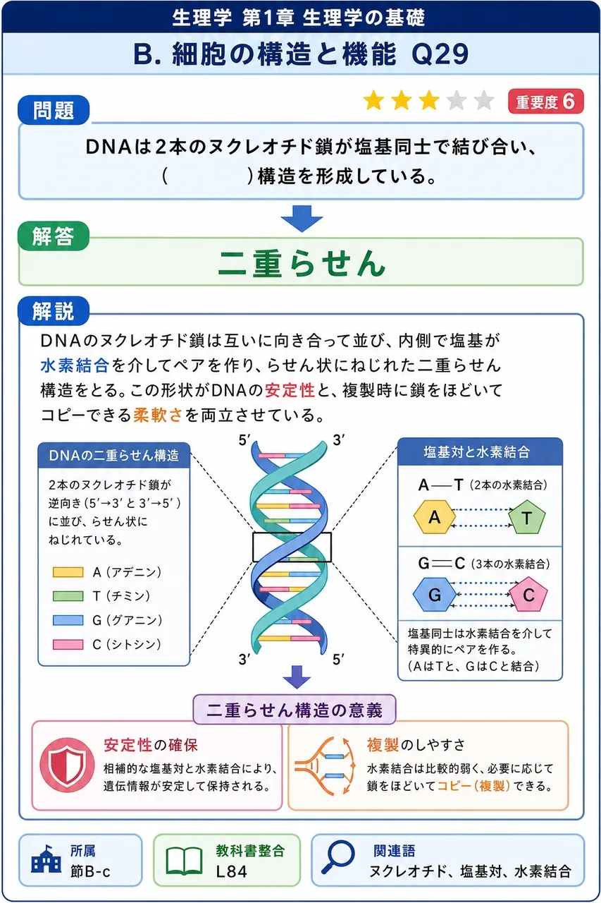 DNAは2本のヌクレオチド鎖が塩基同士で結び合い、( )構造を形成している。 解説図