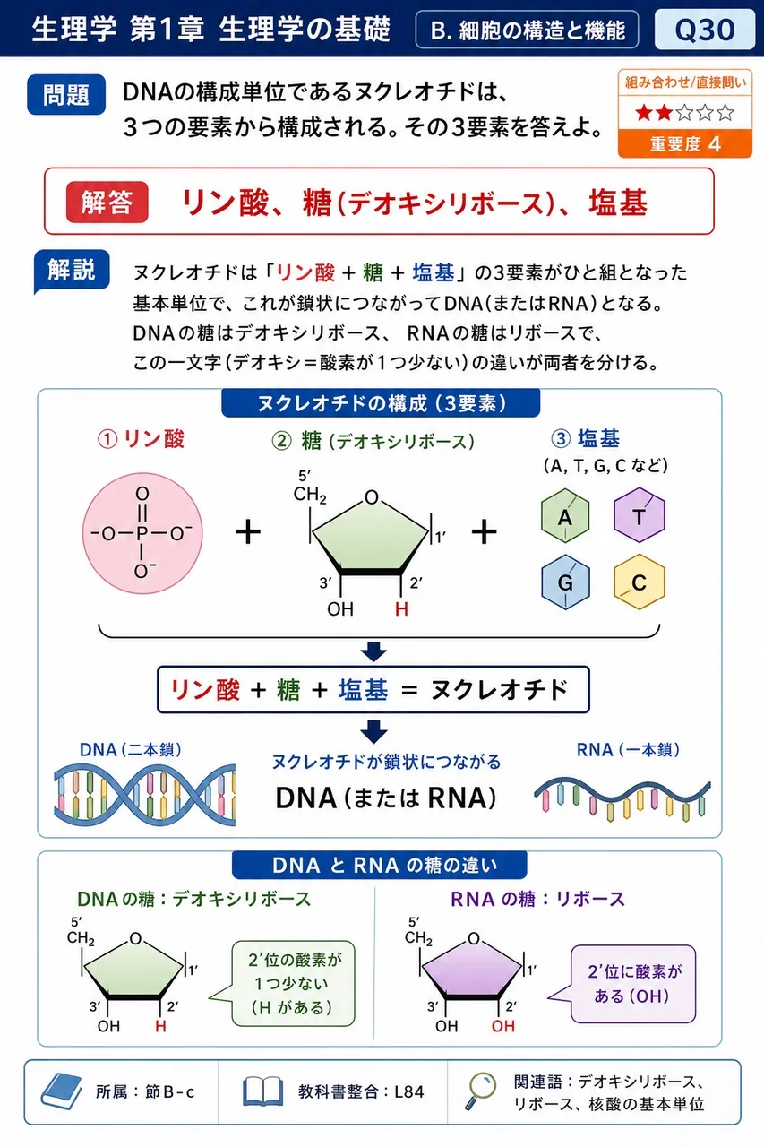 DNAの構成単位であるヌクレオチドは、3つの要素から構成される。その3要素を答えよ。 解説図