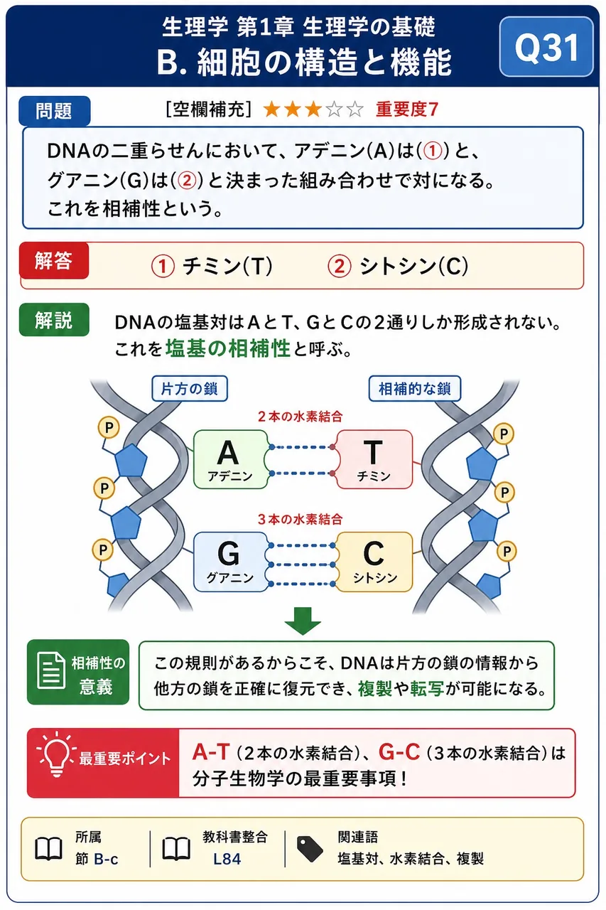 DNAの二重らせんにおいて、アデニン(A)は(①)と、グアニン(G)は(②)と決まった組み合わせで対になる。これを相補性という。 解説図