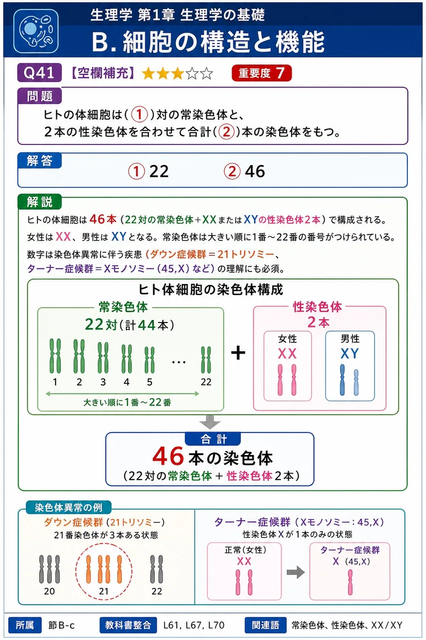 ヒトの体細胞は(①)対の常染色体と、2本の性染色体を合わせて合計(②)本の染色体をもつ。 解説図