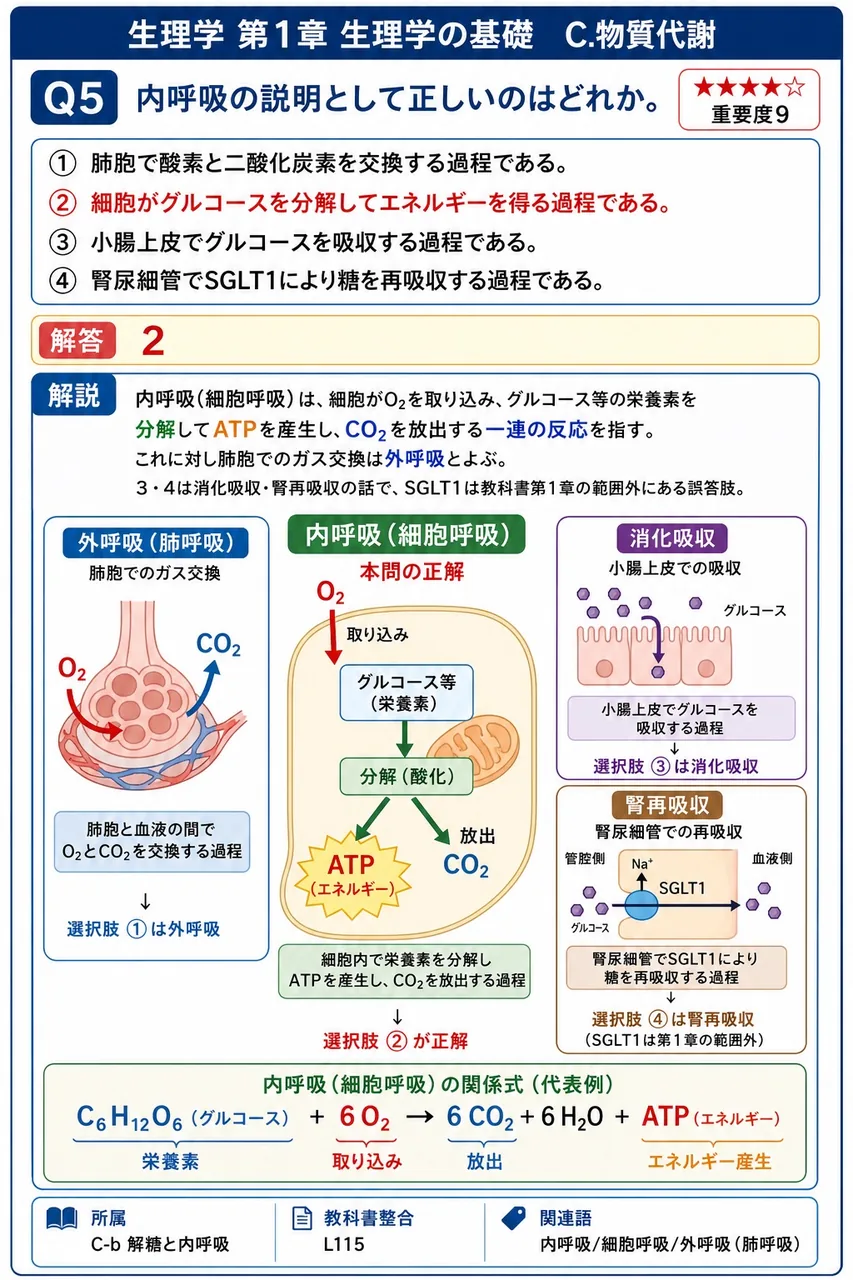 内呼吸の説明として正しいのはどれか。 解説図