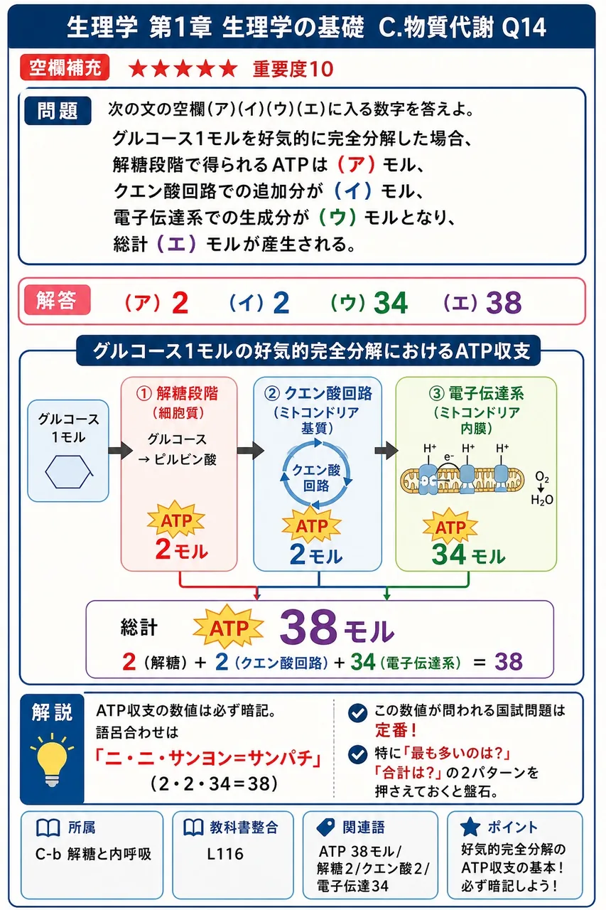 次の文の空欄(ア)(イ)(ウ)(エ)に入る数字を答えよ。 「グルコース1モルを好気的に完全分解した場合、解糖段階で得られるATPは ( ア ) モル、クエン酸回路での追加分が ( イ ) モル、電子伝達系での生成分が ( ウ ) モルとなり、総計 ( エ ) モルが産生される。」 解説図
