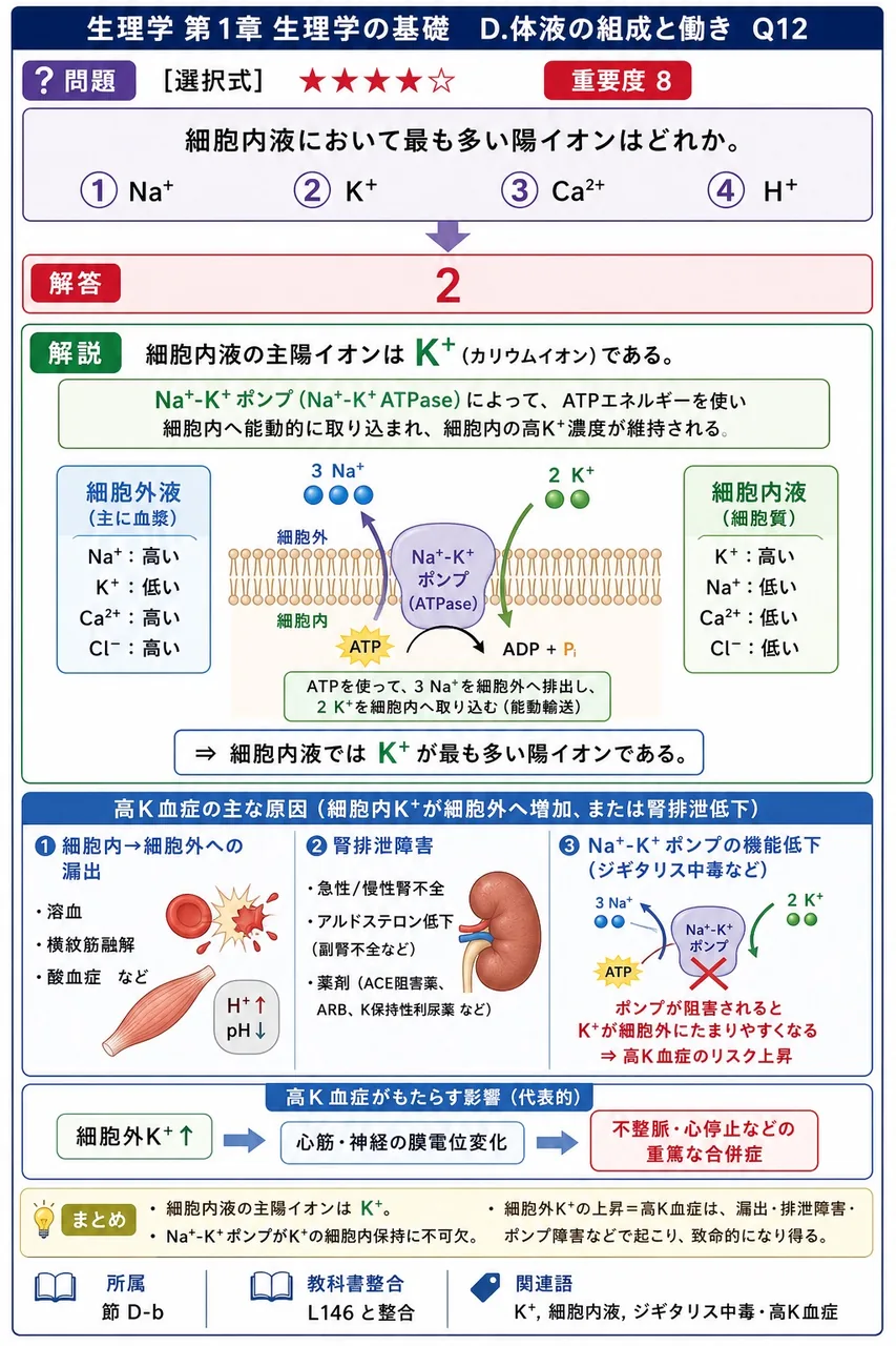 細胞内液において最も多い陽イオンはどれか。 解説図