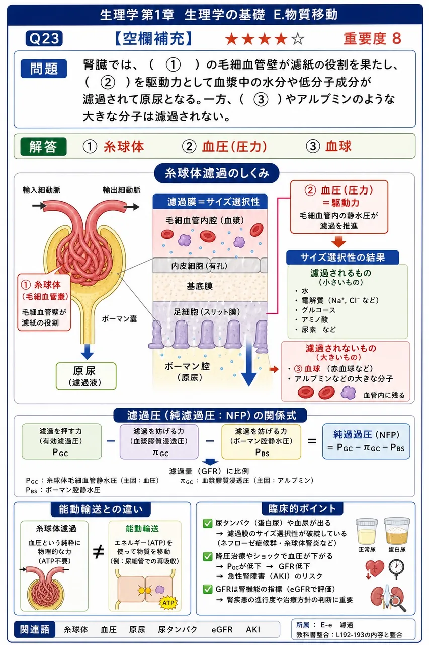 腎臓では、( ① )の毛細血管壁が濾紙の役割を果たし、( ② )を駆動力として血漿中の水分や低分子成分が濾過されて原尿となる。一方、( ③ )やアルブミンのような大きな分子は濾過されない。 解説図