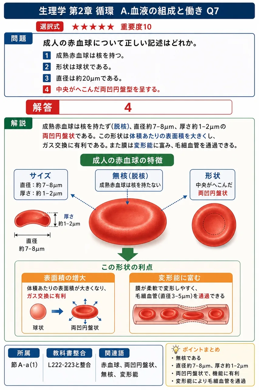 成人の赤血球について正しい記述はどれか。 解説図
