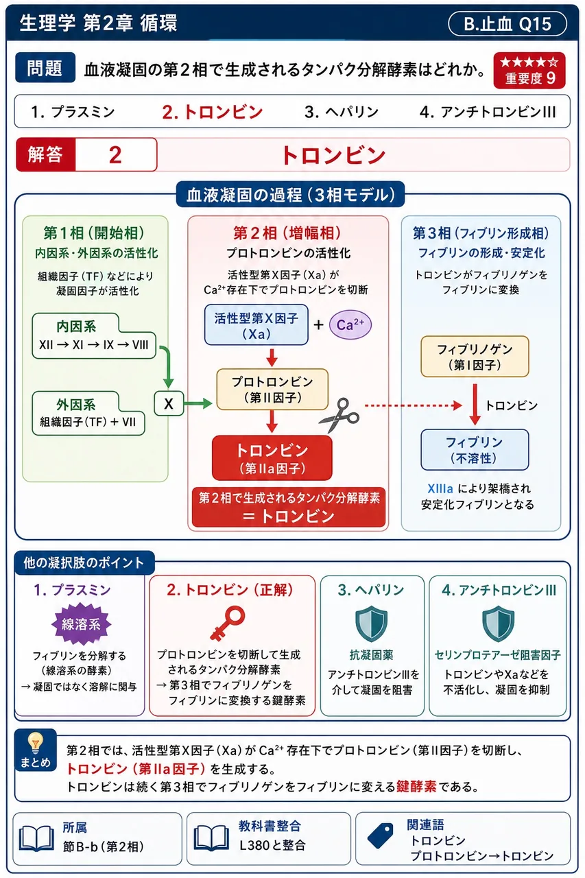 血液凝固の第2相で生成されるタンパク分解酵素はどれか。 解説図