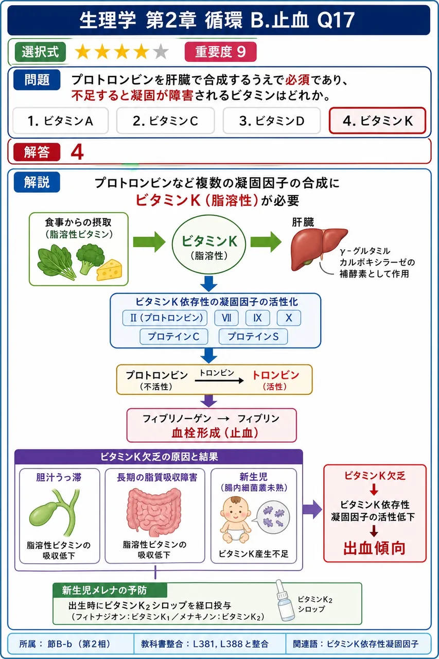 プロトロンビンを肝臓で合成するうえで必須であり、不足すると凝固が障害されるビタミンはどれか。 解説図