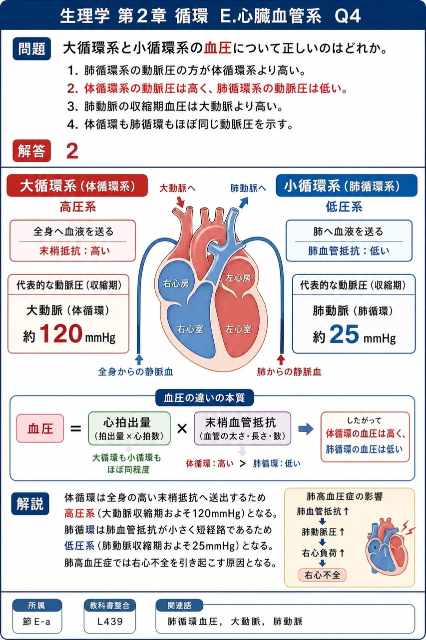 大循環系と小循環系の血圧について正しいのはどれか。 解説図