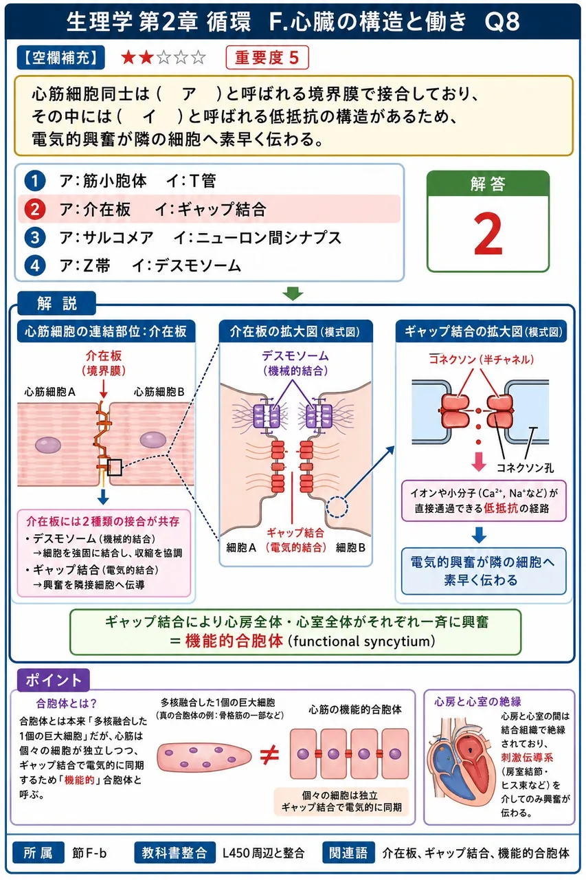 心筋細胞同士は( ア )と呼ばれる境界膜で接合しており、その中には( イ )と呼ばれる低抵抗の構造があるため、電気的興奮が隣の細胞へ素早く伝わる。 解説図
