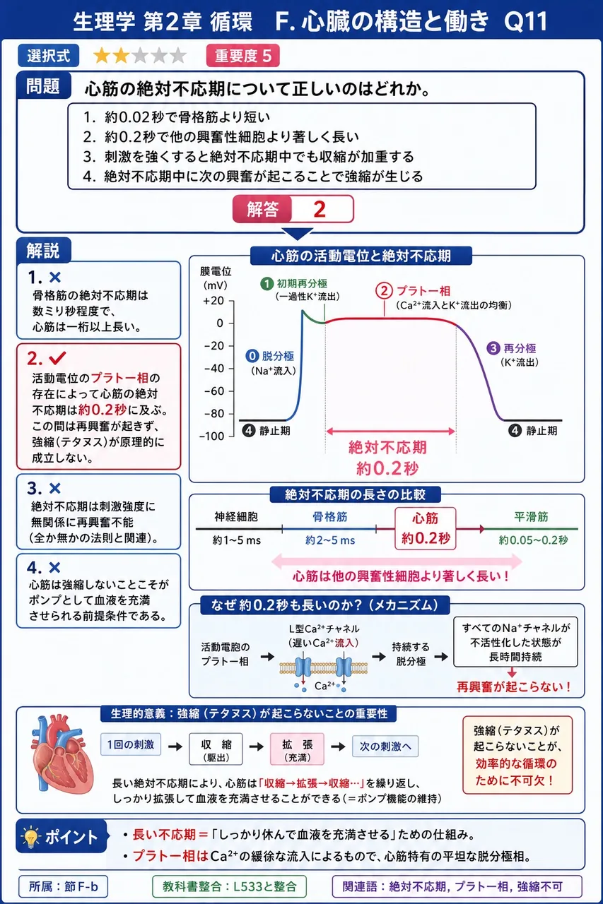 心筋の絶対不応期について正しいのはどれか。 解説図