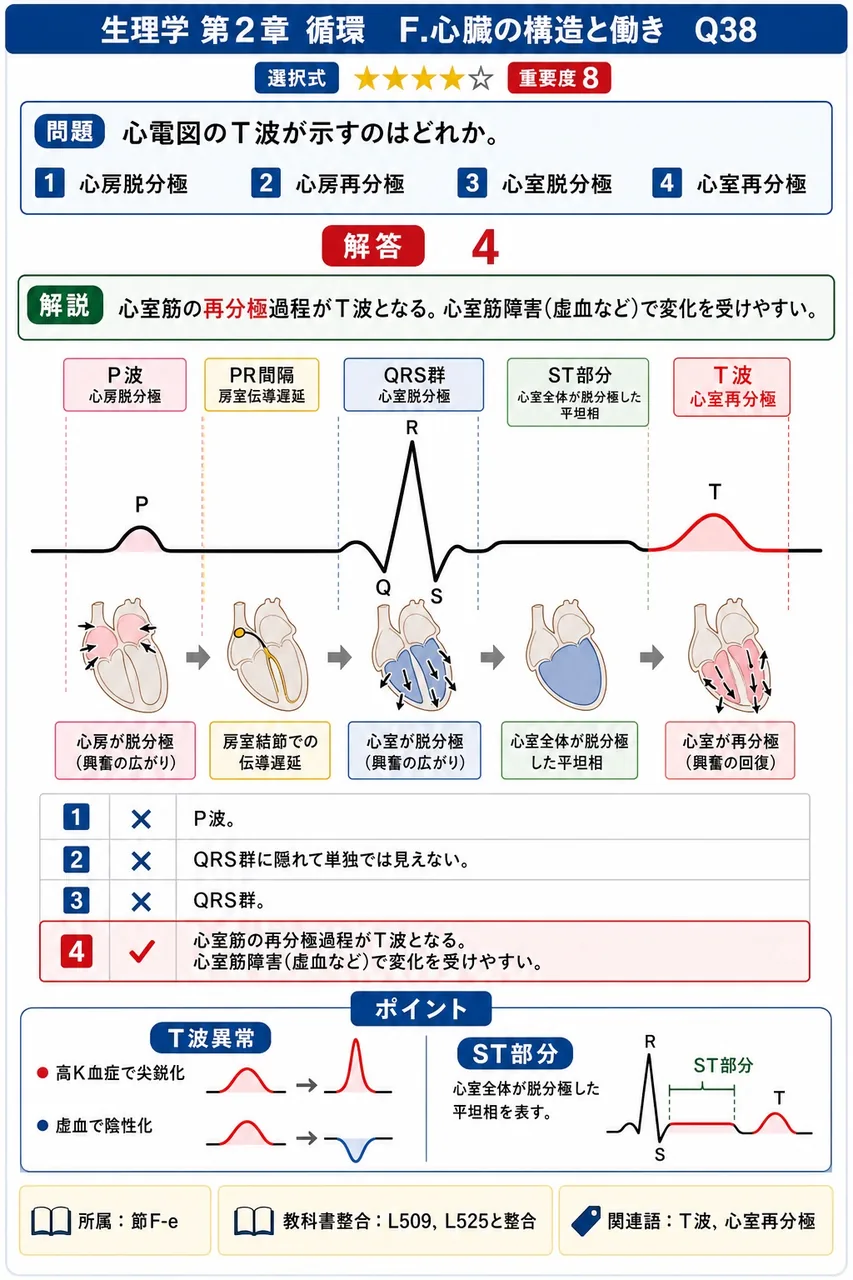 心電図のT波が示すのはどれか。 解説図