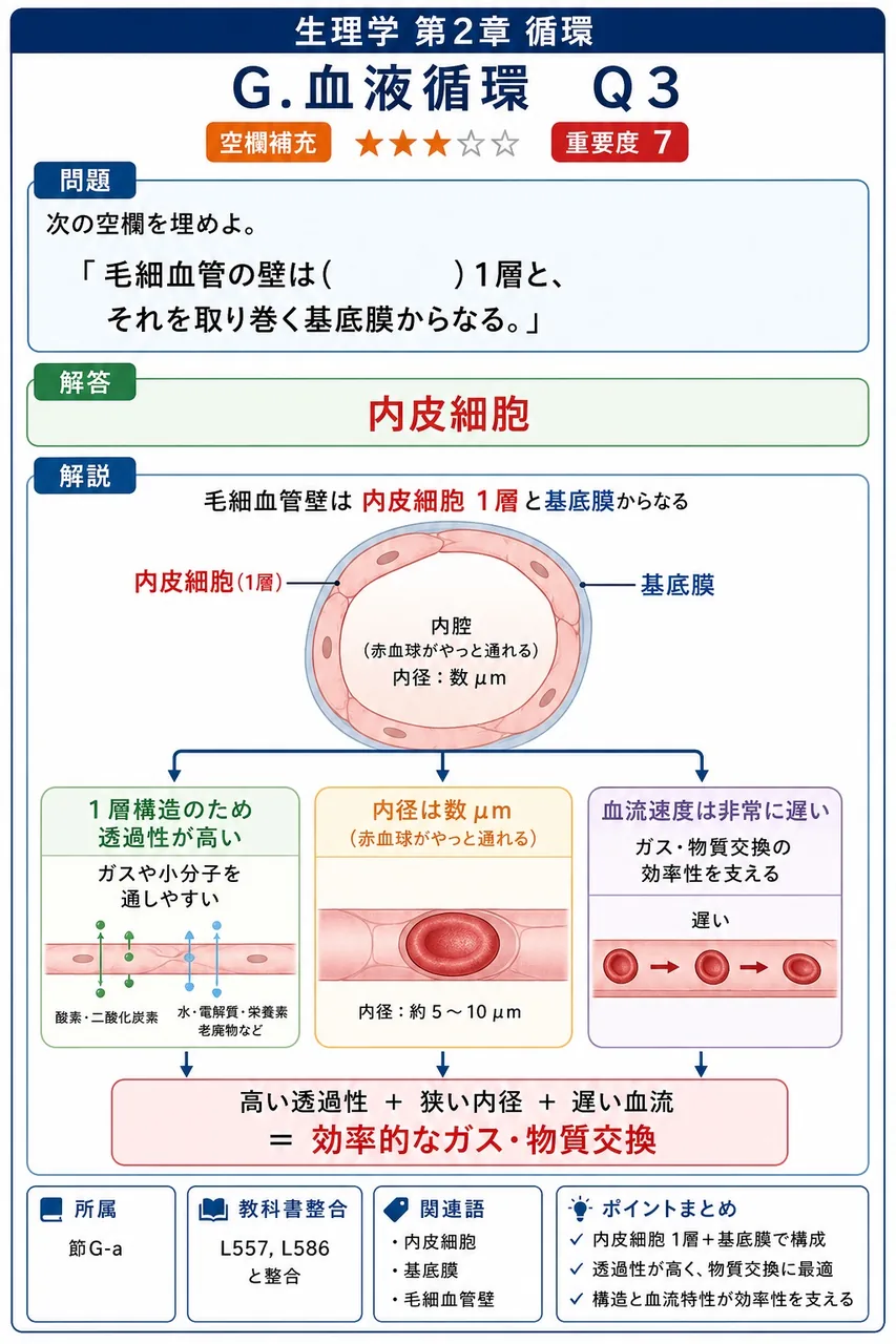 次の空欄を埋めよ。 「毛細血管の壁は( )1層と、それを取り巻く基底膜からなる。」 解説図