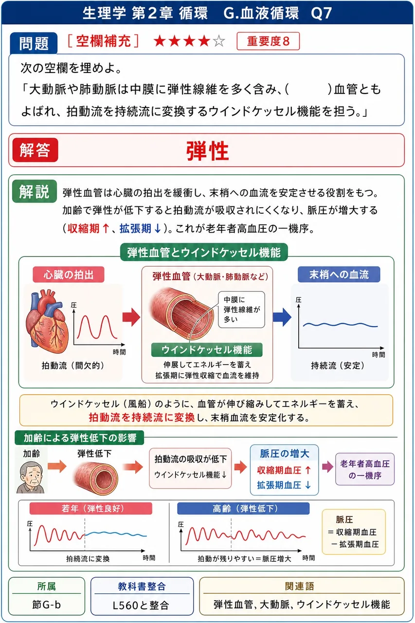 次の空欄を埋めよ。 「大動脈や肺動脈は中膜に弾性線維を多く含み、( )血管ともよばれ、拍動流を持続流に変換するウインドケッセル機能を担う。」 解説図