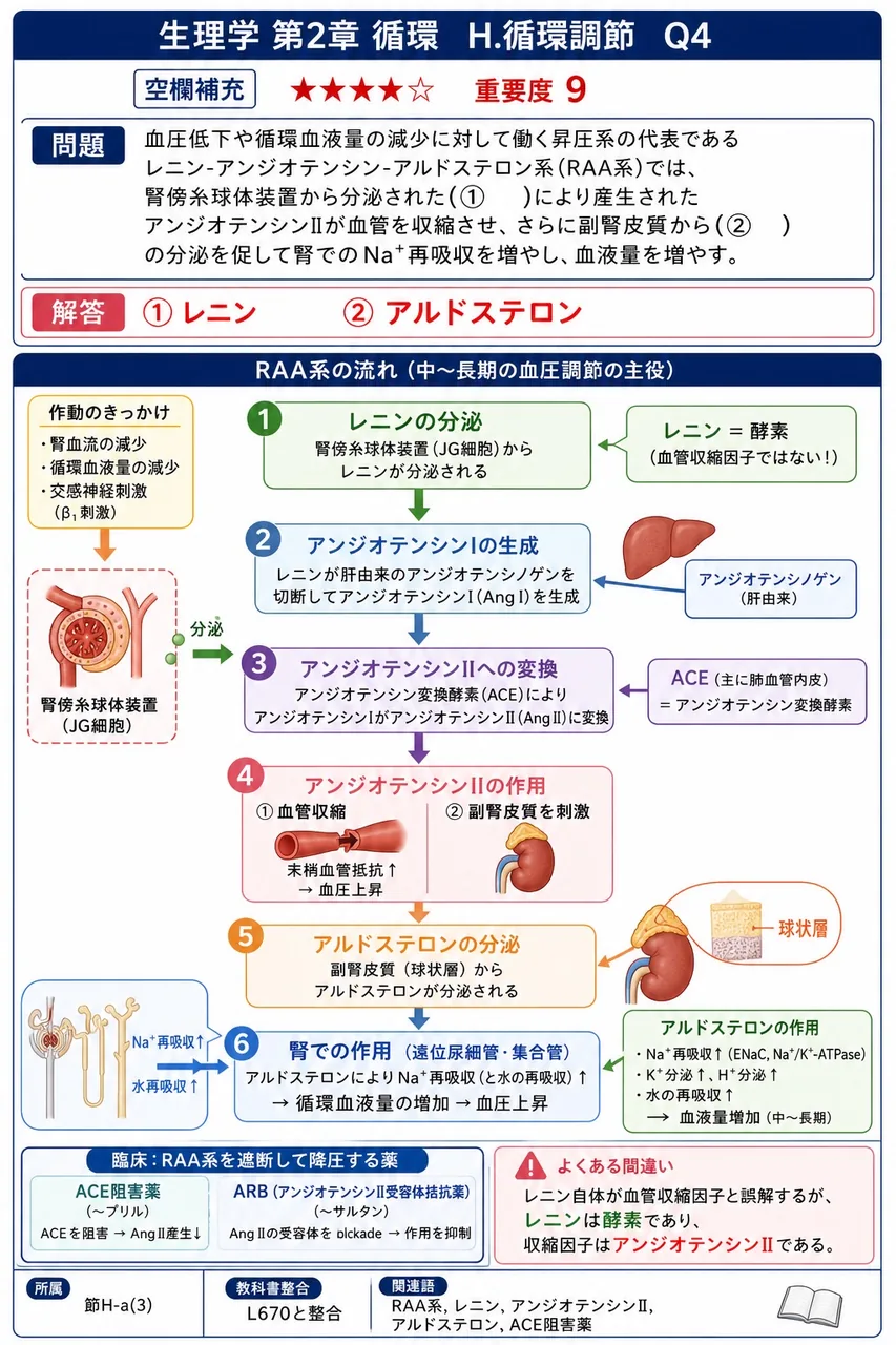 血圧低下や循環血液量の減少に対して働く昇圧系の代表であるレニン-アンジオテンシン-アルドステロン系(RAA系)では、腎傍糸球体装置から分泌された(① )により産生されたアンジオテンシンIIが血管を収縮させ、さらに副腎皮質から(② )の分泌を促して腎でのNa⁺再吸収を増やし、血液量を増やす。 解説図