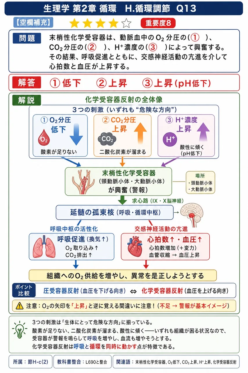 末梢性化学受容器は、動脈血中のO₂分圧の(① )、CO₂分圧の(② )、H⁺濃度の(③ )によって興奮する。その結果、呼吸促進とともに、交感神経活動の亢進を介して心拍数と血圧が上昇する。 解説図