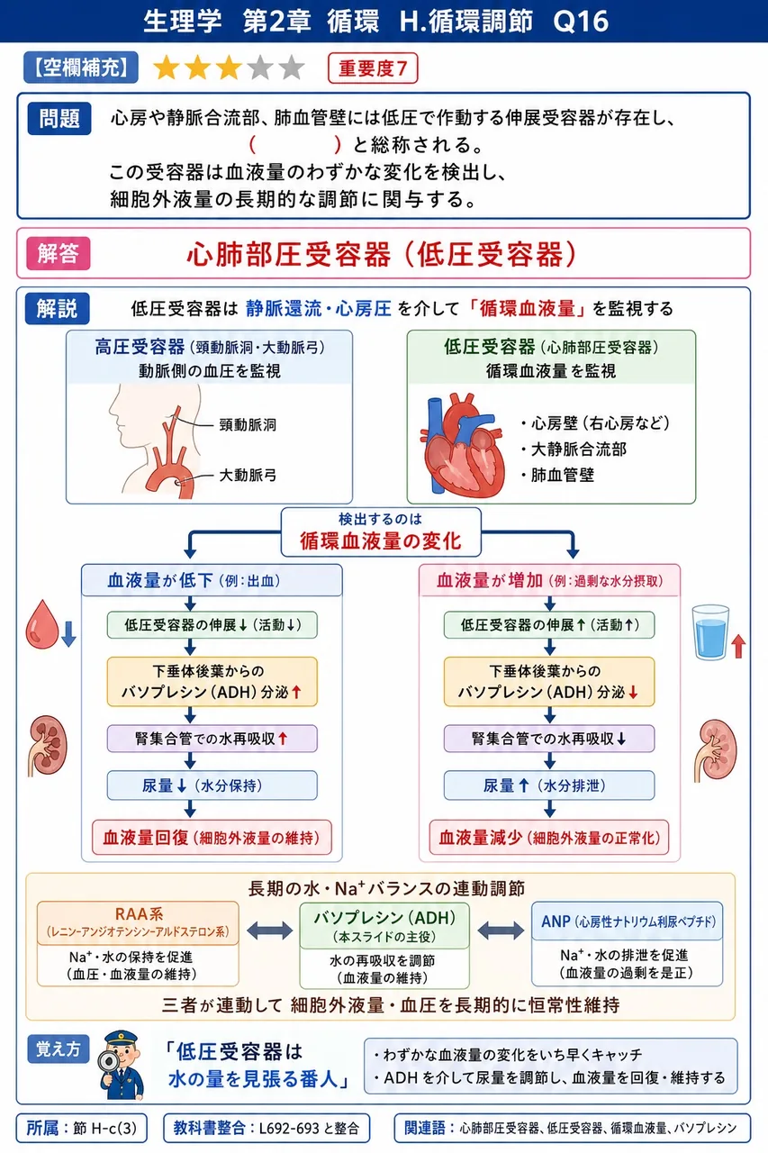 心房や静脈合流部、肺血管壁には低圧で作動する伸展受容器が存在し、( )と総称される。この受容器は血液量のわずかな変化を検出し、細胞外液量の長期的な調節に関与する。 解説図