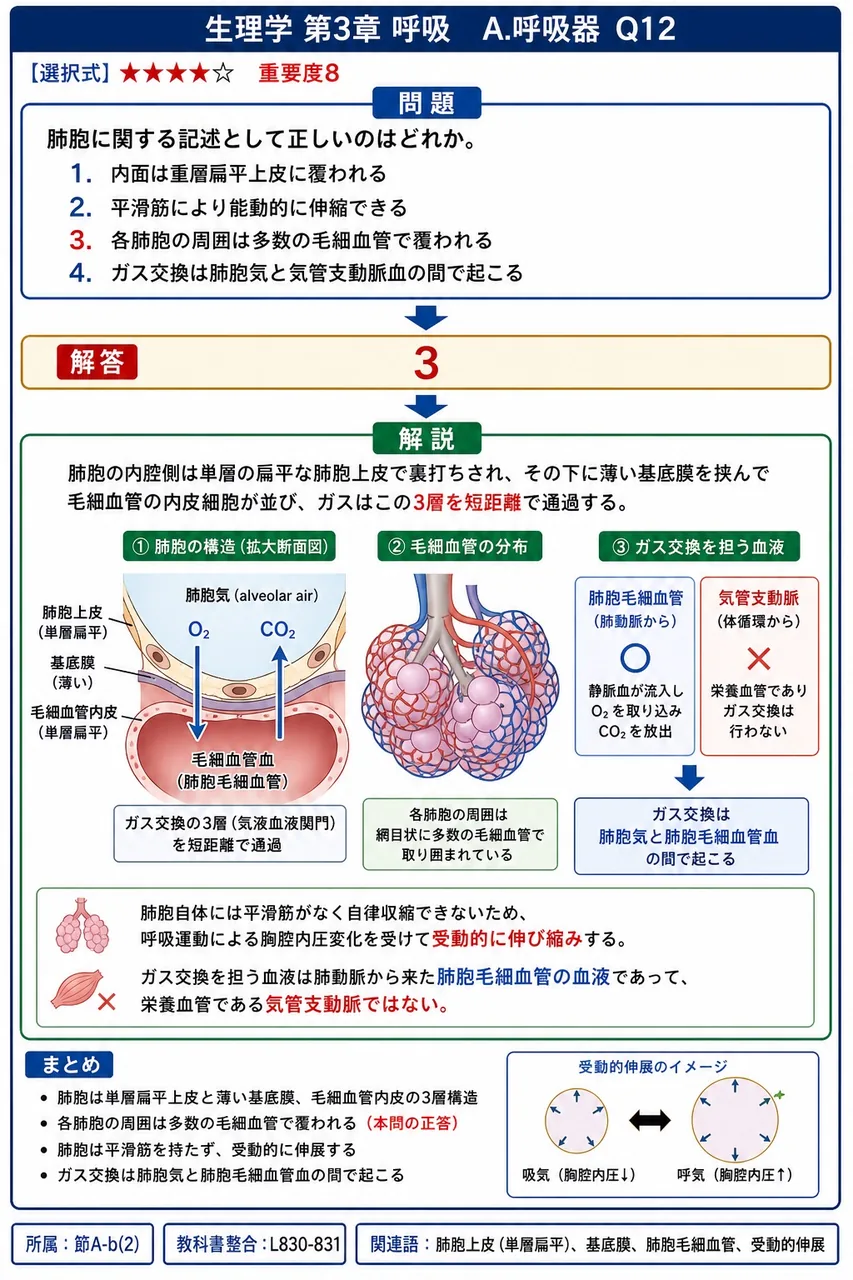 肺胞に関する記述として正しいのはどれか。 解説図
