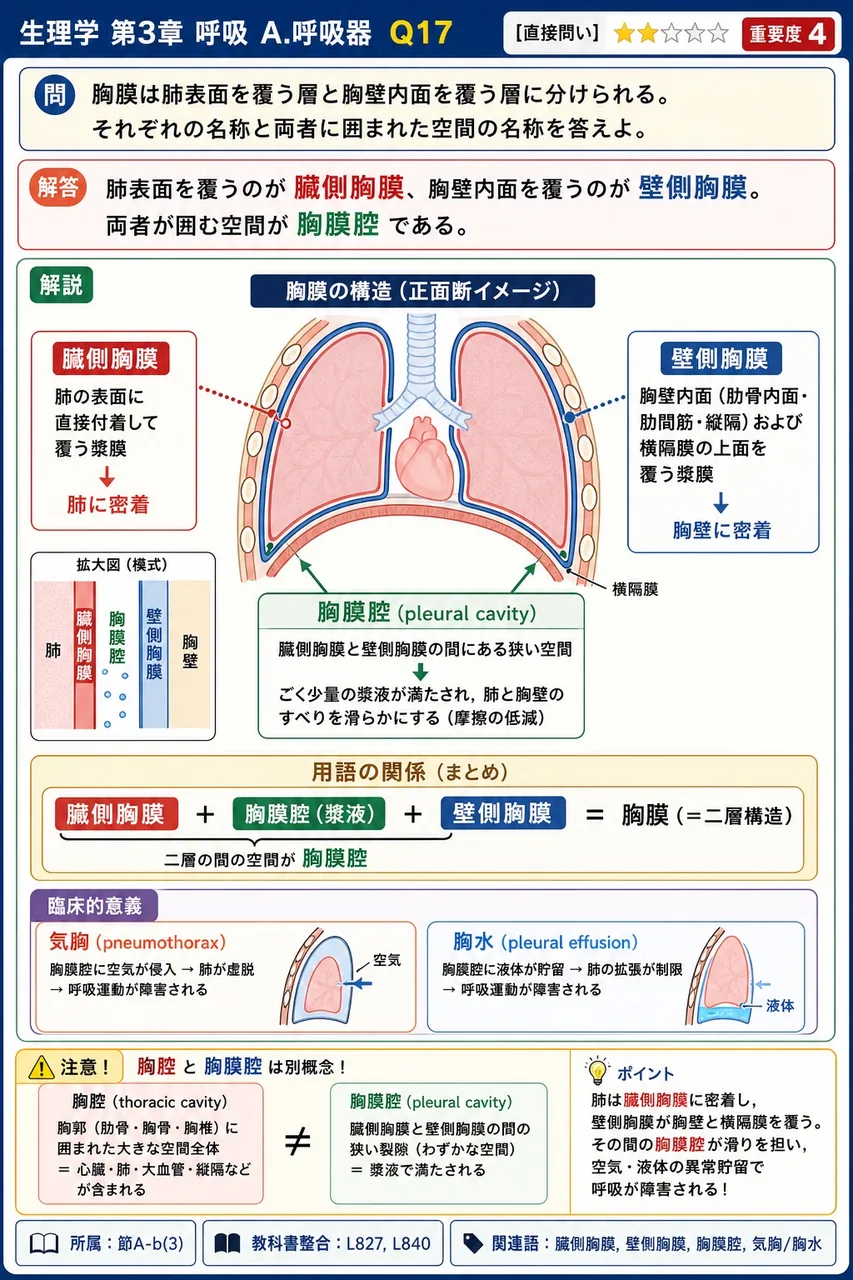 胸膜は肺表面を覆う層と胸壁内面を覆う層に分けられる。それぞれの名称と両者に囲まれた空間の名称を答えよ。 解説図