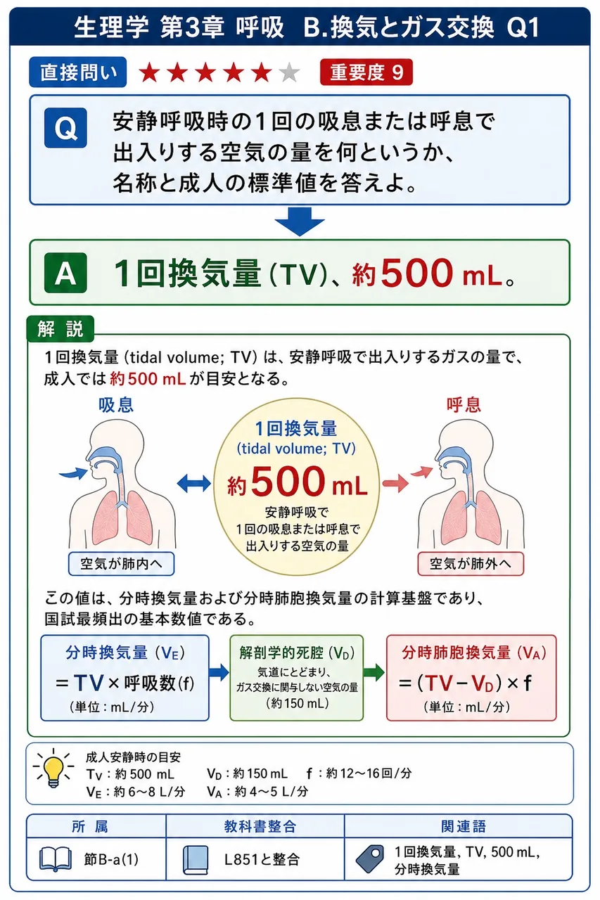 安静呼吸時の1回の吸息または呼息で出入りする空気の量を何というか、名称と成人の標準値を答えよ。 解説図