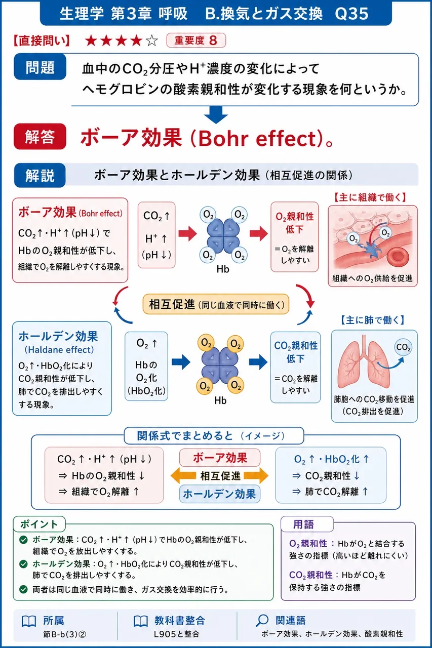 血中のCO₂分圧やH⁺濃度の変化によってヘモグロビンの酸素親和性が変化する現象を何というか。 解説図