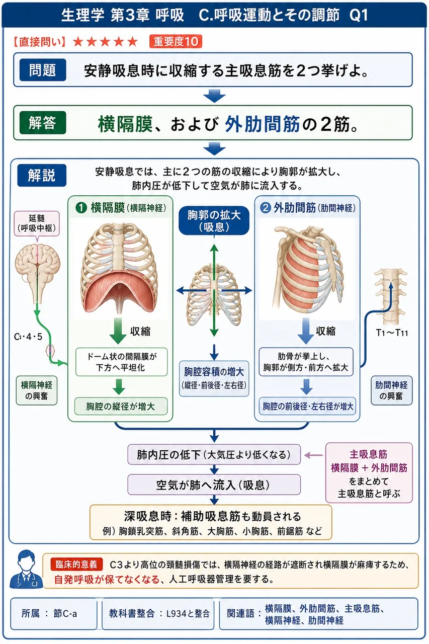 安静吸息時に収縮する主吸息筋を2つ挙げよ。 解説図
