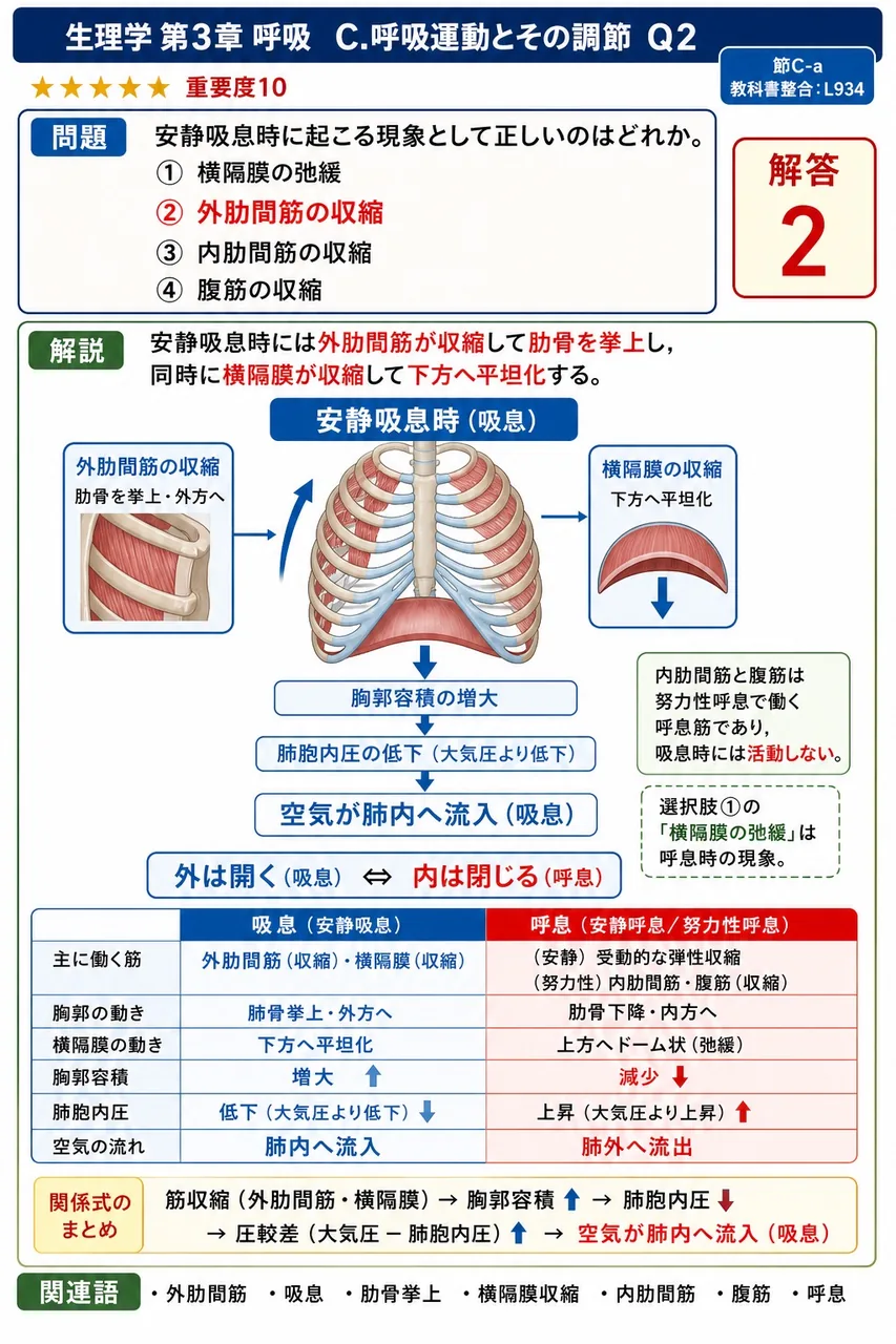 安静吸息時に起こる現象として正しいのはどれか。 解説図