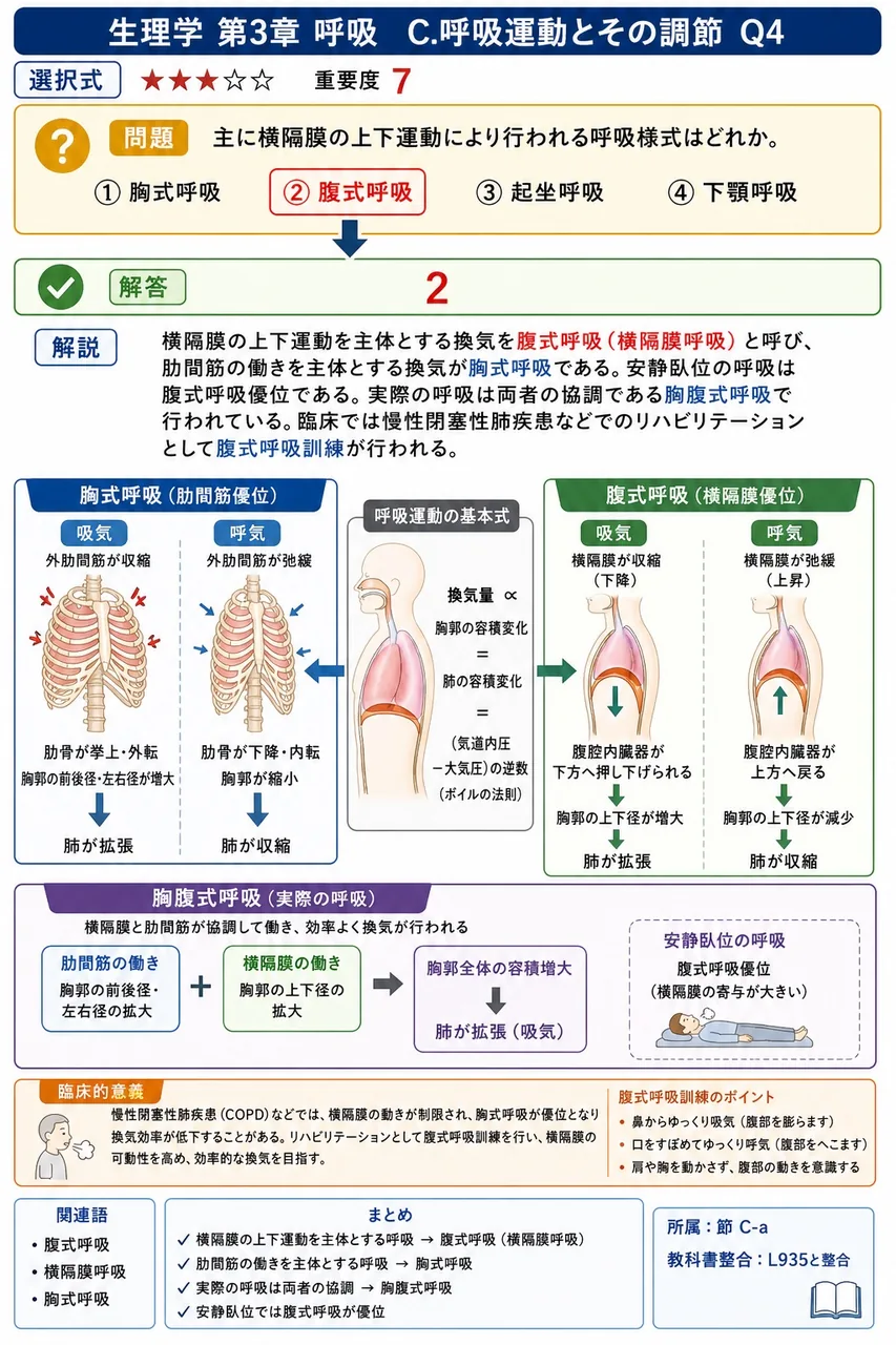 主に横隔膜の上下運動により行われる呼吸様式はどれか。 解説図
