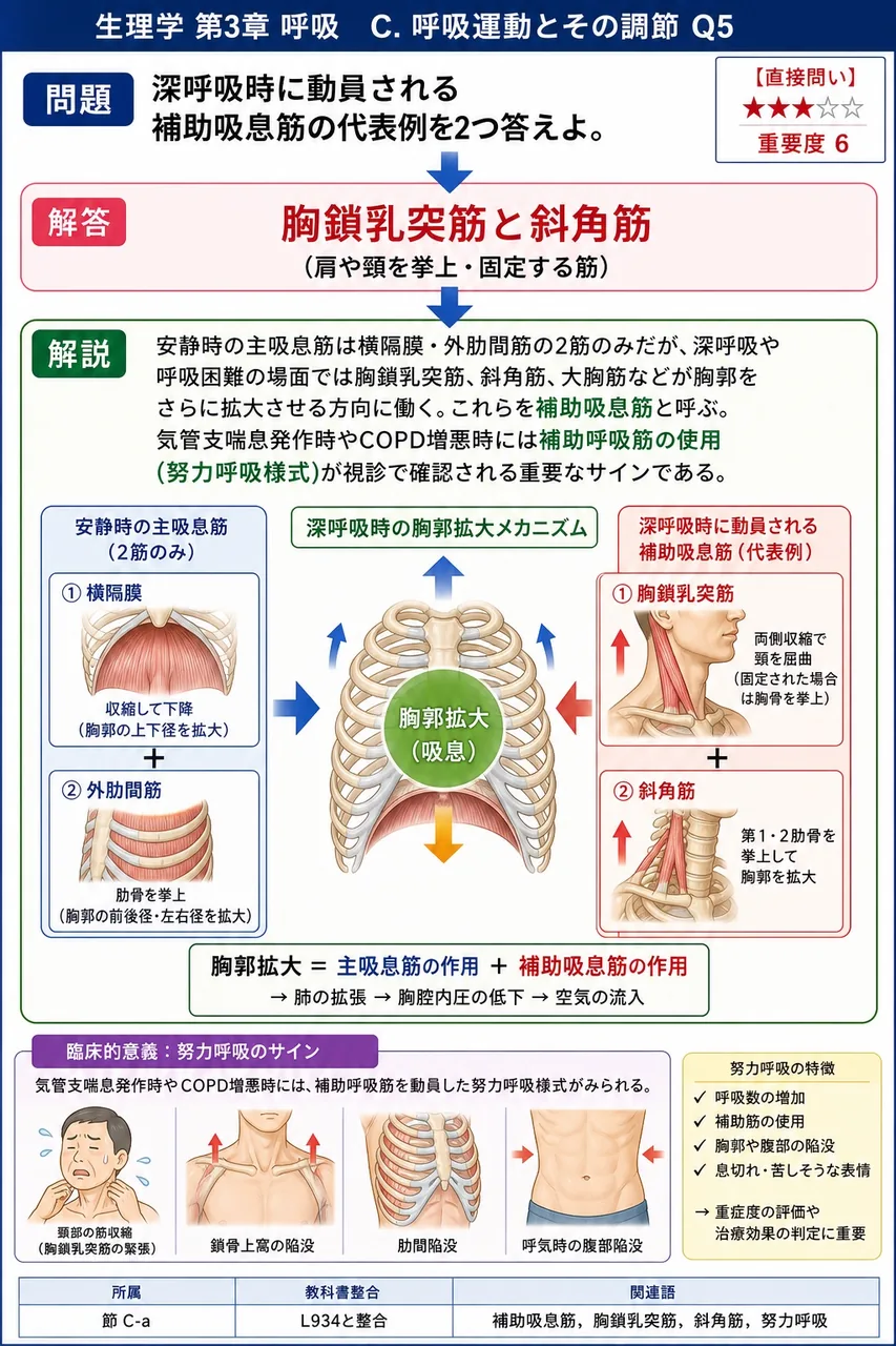 深呼吸時に動員される補助吸息筋の代表例を2つ答えよ。 解説図