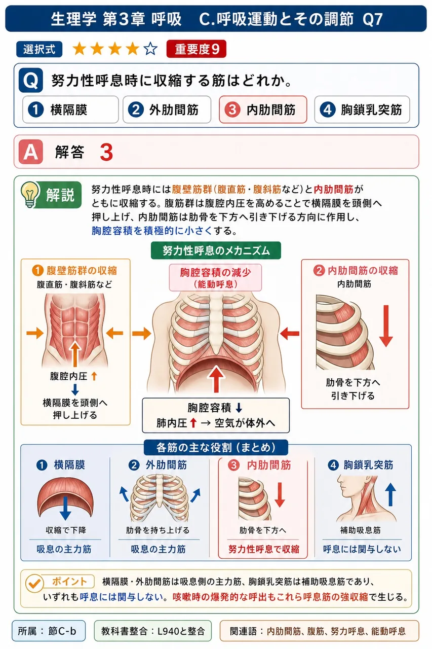 努力性呼息時に収縮する筋はどれか。 解説図